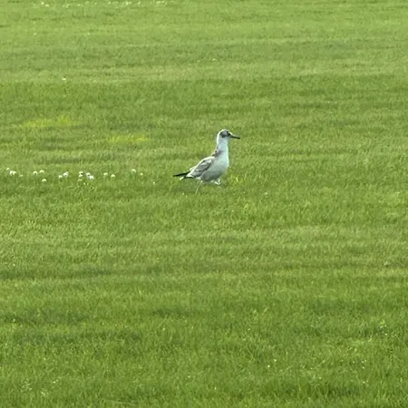 Blaue Haus Hébergement de vacances Gross Ippener