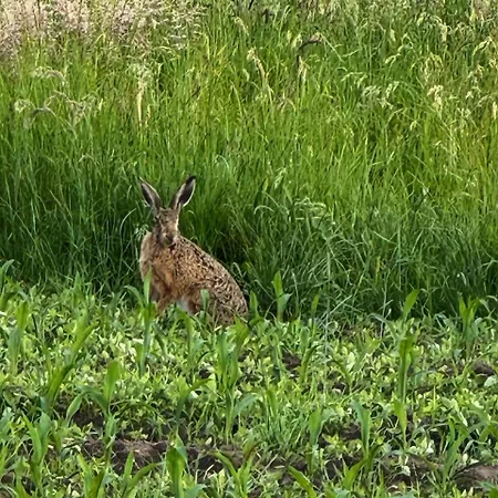 Blaue Haus Gross Ippener