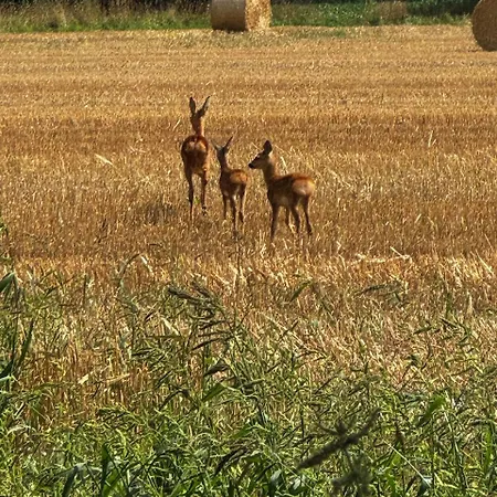 Blaue Haus Hébergement de vacances *