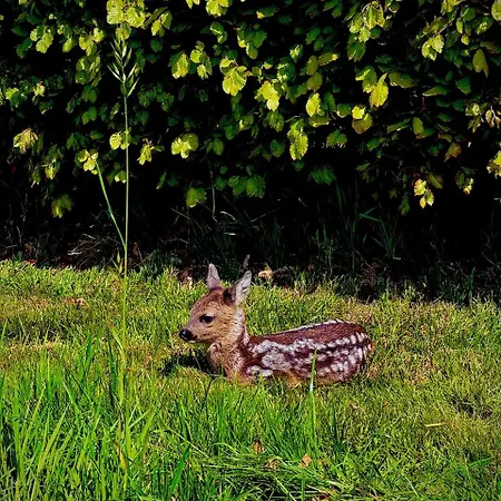 Hébergement de vacances Blaue Haus Gross Ippener