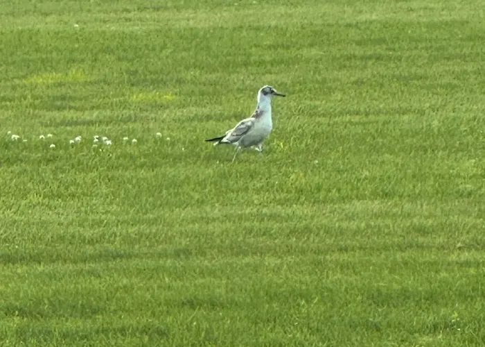 Blaue Haus Feriehus Gross Ippener