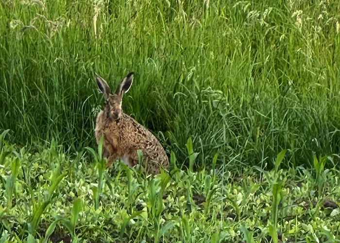 Blaue Haus Gross Ippener