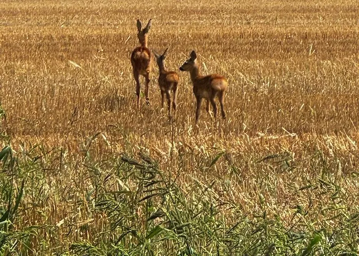 Blaue Haus Feriehus *