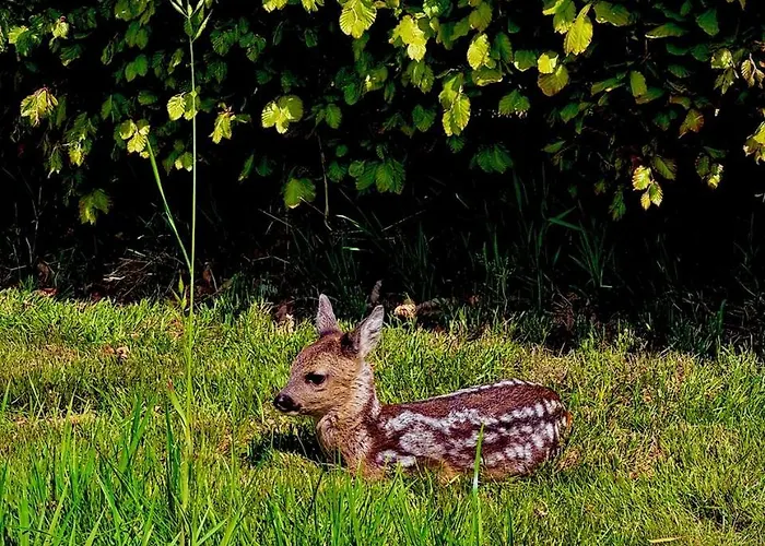Feriehus Blaue Haus Gross Ippener