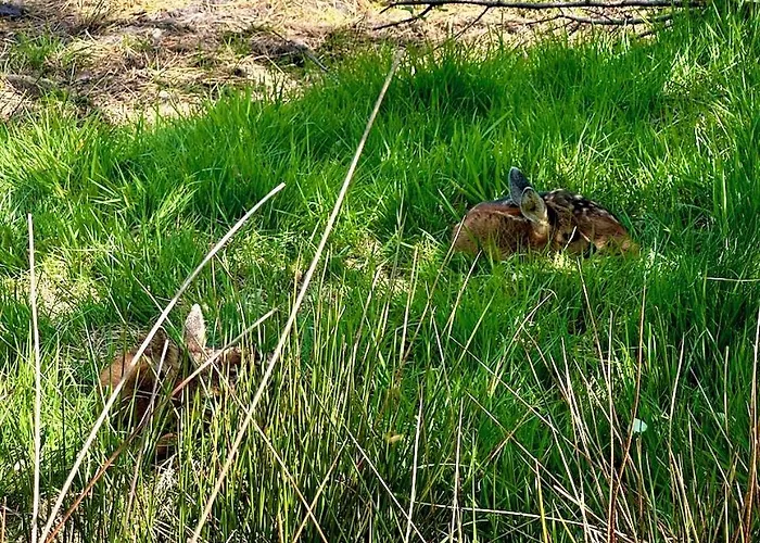 Blaue Haus Feriehus *
